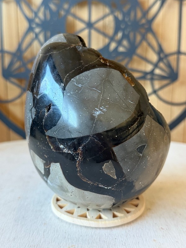Septaria sauvage (0.82kg)