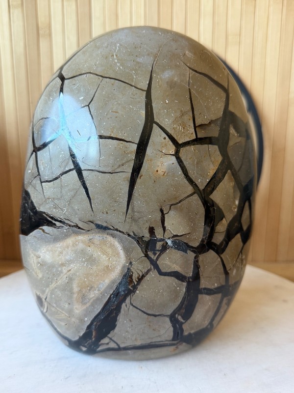 Septaria sauvage (6.2kg)