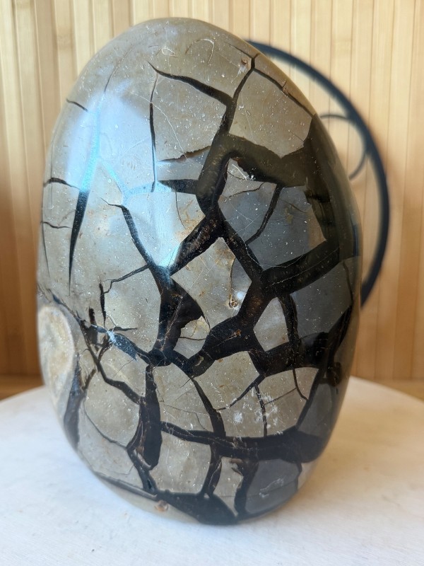 Septaria sauvage (6.2kg)