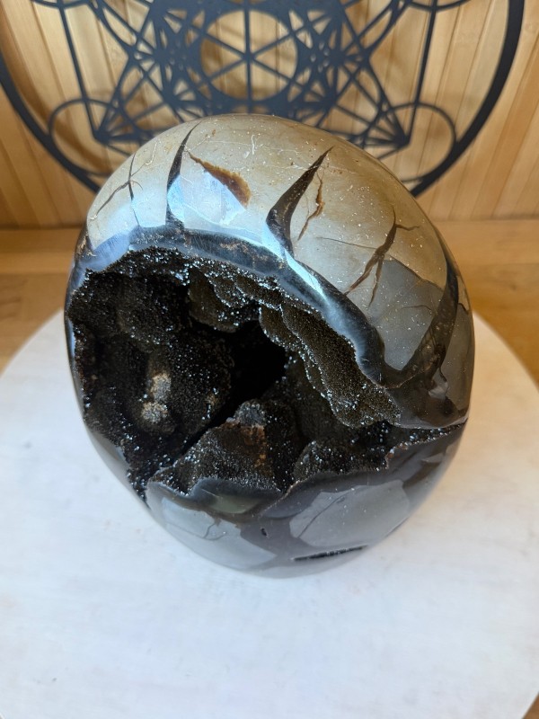 Septaria sauvage (6.2kg)