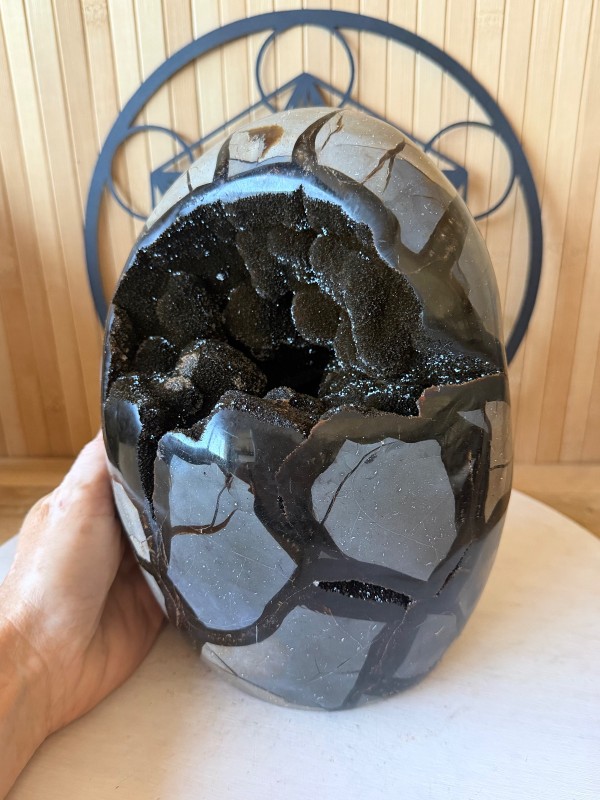 Septaria sauvage (6.2kg)