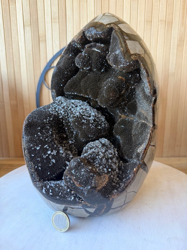 Septaria sauvage (7.9kg)