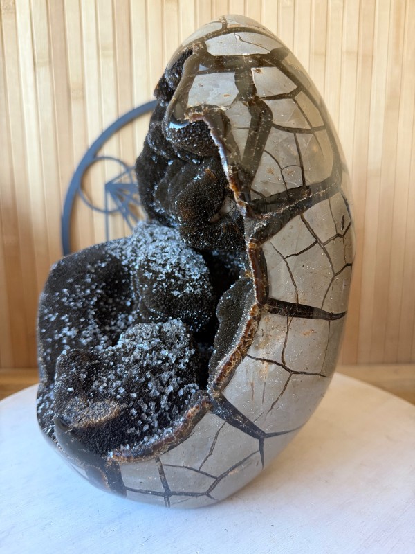 Septaria sauvage (7.9kg)