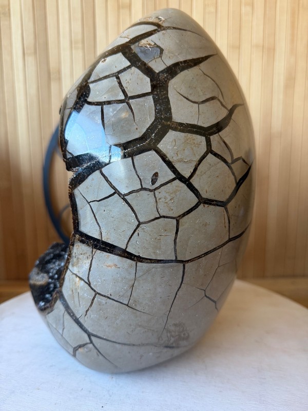 Septaria sauvage (7.9kg)