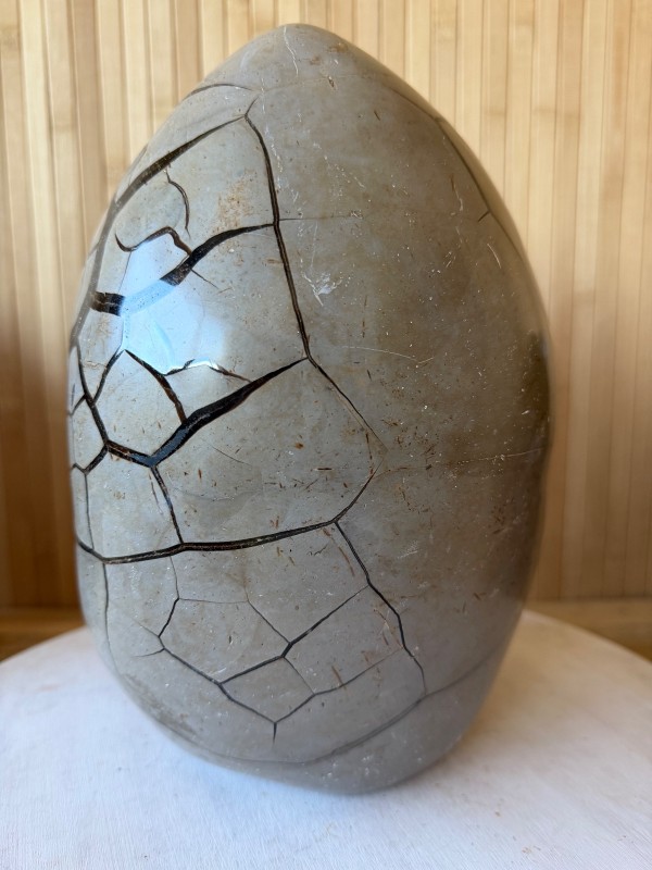 Septaria sauvage (7.9kg)