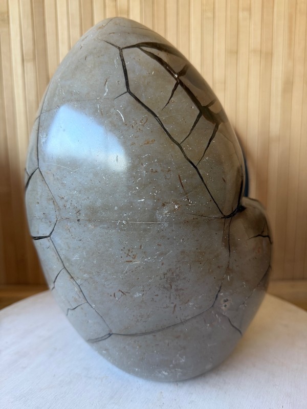 Septaria sauvage (7.9kg)