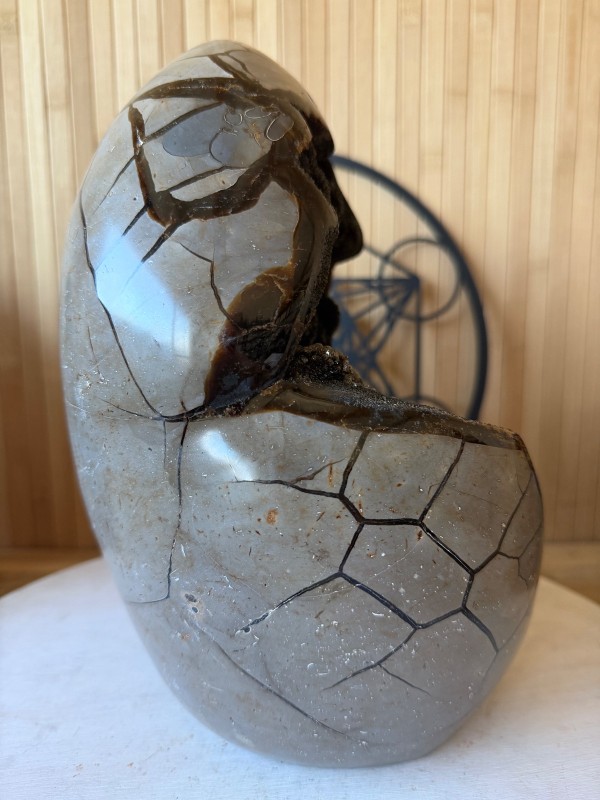 Septaria sauvage (7.9kg)