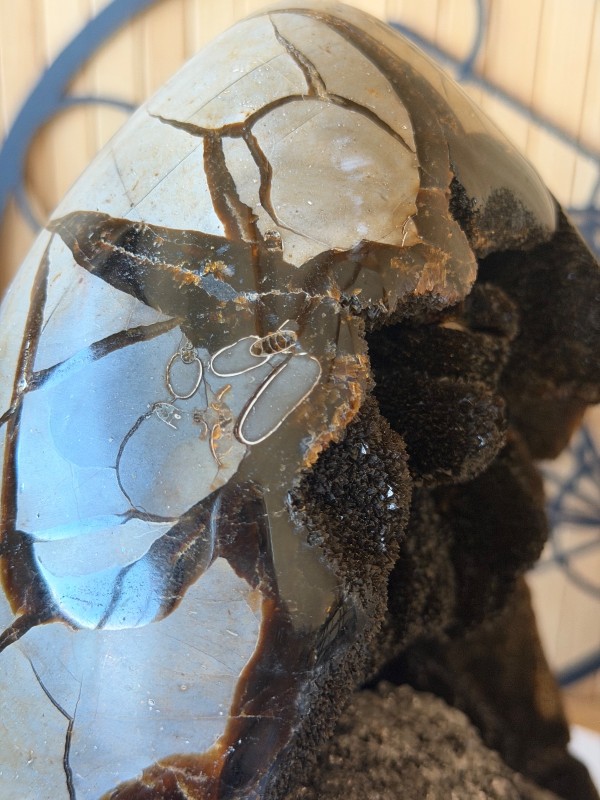Septaria sauvage (7.9kg)