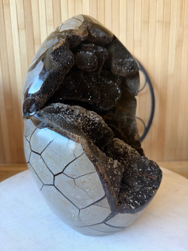 Septaria sauvage (7.9kg)