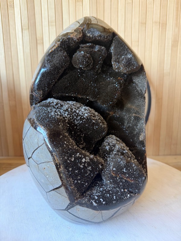 Septaria sauvage (7.9kg)