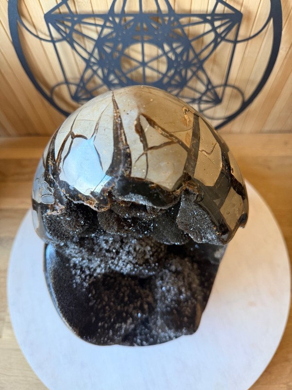 Septaria sauvage (7.9kg)