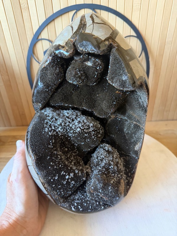 Septaria sauvage (7.9kg)
