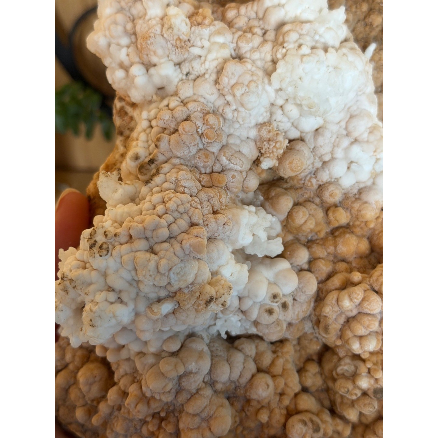Aragonite (1.205kg)