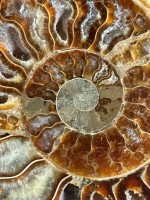Ammonite