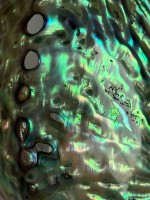 Abalone