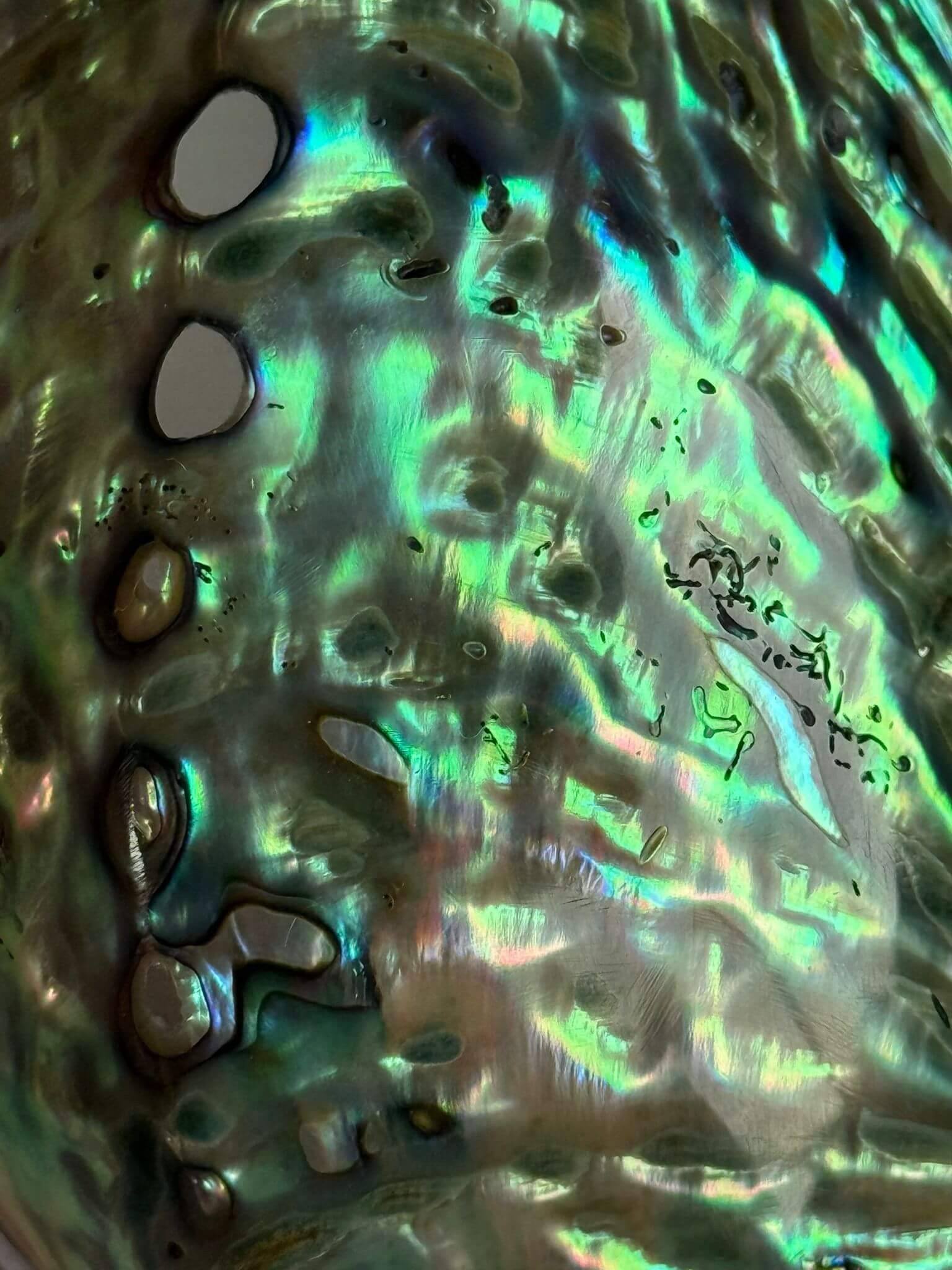Abalone