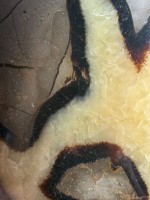 Septaria
