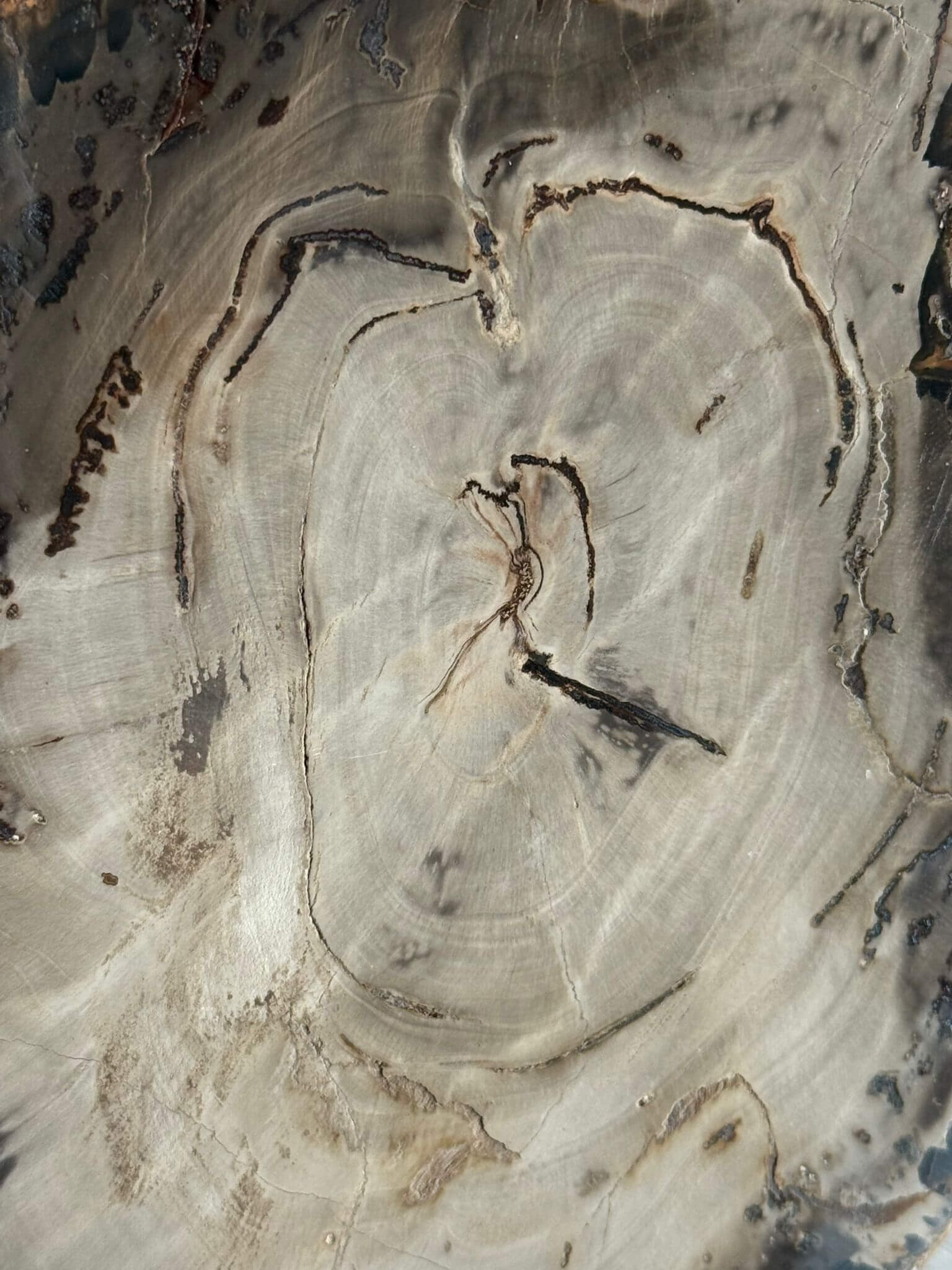 Bois fossilisé